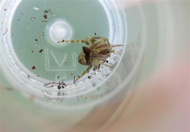 Araneidae: Gibbaranea cfr. bituberculata - Costa de Caparica (Portogallo)